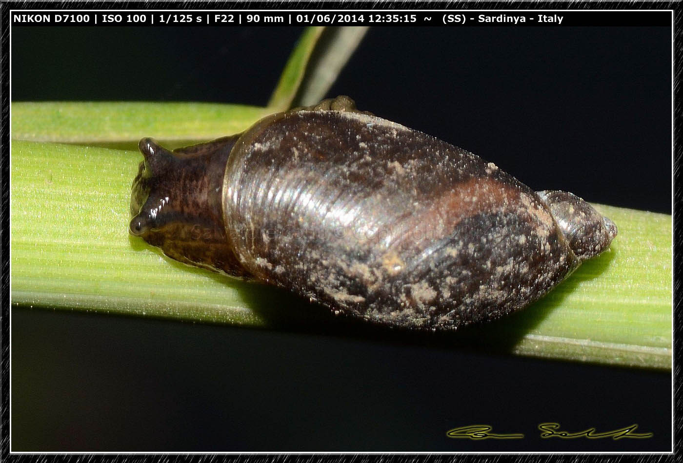 Ricerca Limax in Sardegna